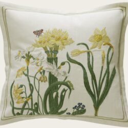 YELLOW AGAPANTHUS